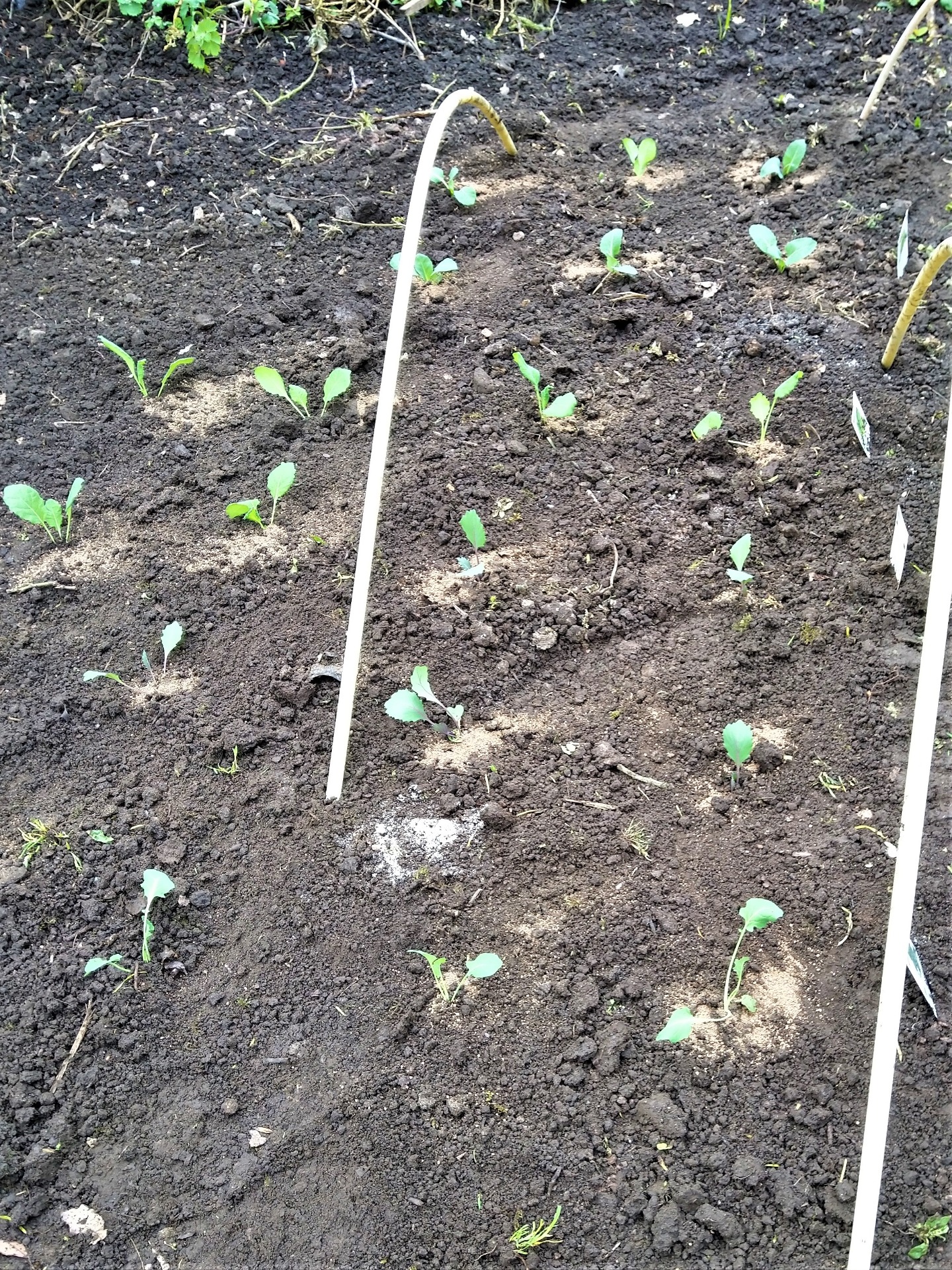 rode, spits en groene kool, broccoli